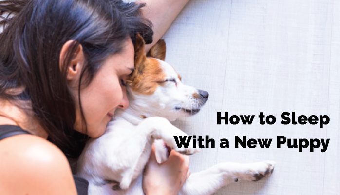 How To Sleep With A New Puppy   5 How To Sleep With A New Puppy 