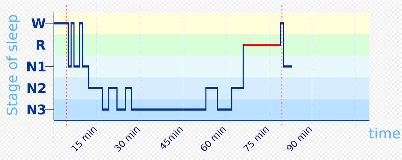 Stages of sleep