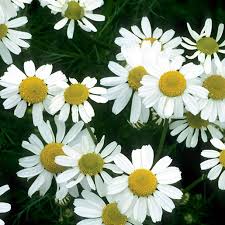 Chamomile: Usefulness and Safety | NCCIH
